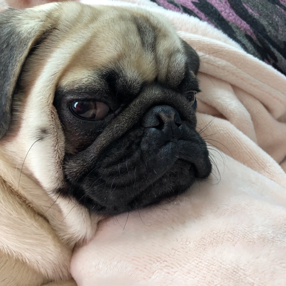 Meet your Posher, Sophie